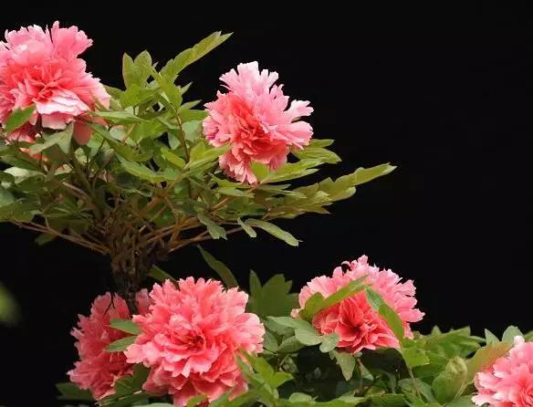 最美牡丹花与诗,牡丹最美诗词