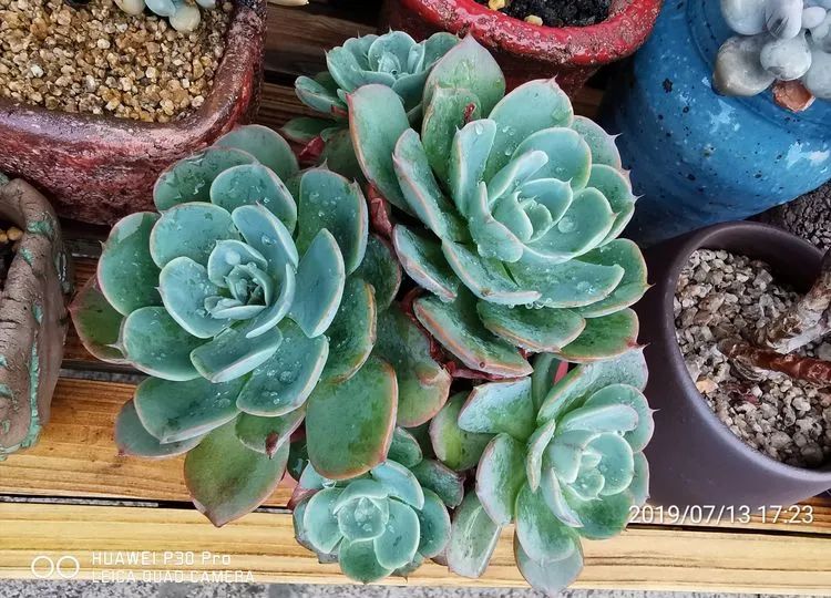 人生就像养多肉一样,人生如同养多肉时间不会怠慢