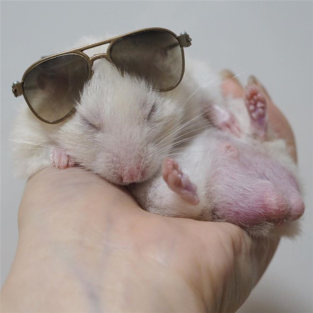 如果仓鼠是星期鼠有办法补救吗,仓鼠有一段时间睡眠不足怎么办