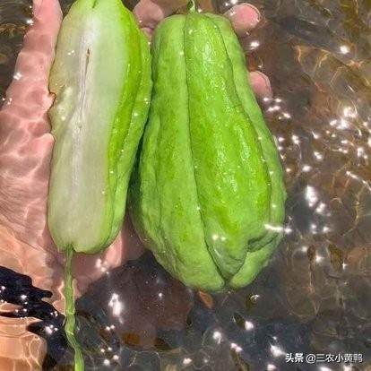 合手瓜怎么煮,可以做菜又可以当水果吃的瓜