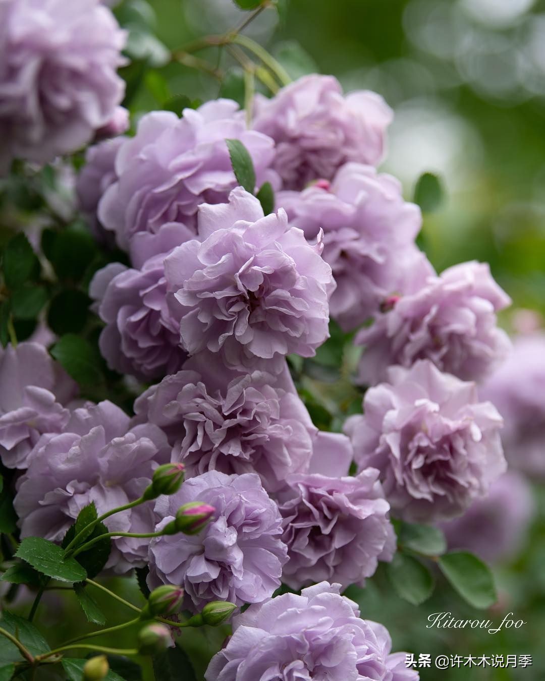 区分爬藤月季和普通月季的方法,微月阳台月季灌木品种有哪些