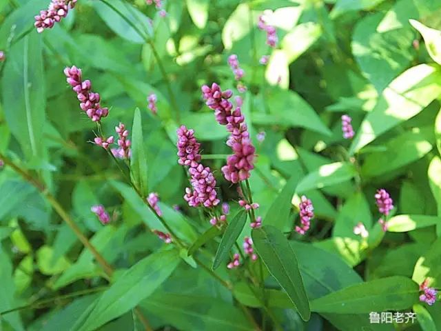 那些常见却叫不上名字的野花野草,常见的野花野草却是农家之宝