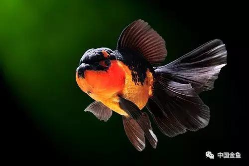 手把手教你打造真正的生态缸,如何打造一个20厘米的生态缸