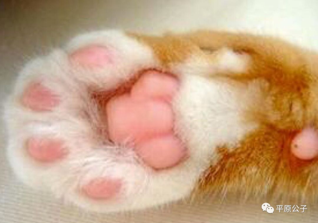 你缺的不是猫爪咖啡杯，而是你自己的人生