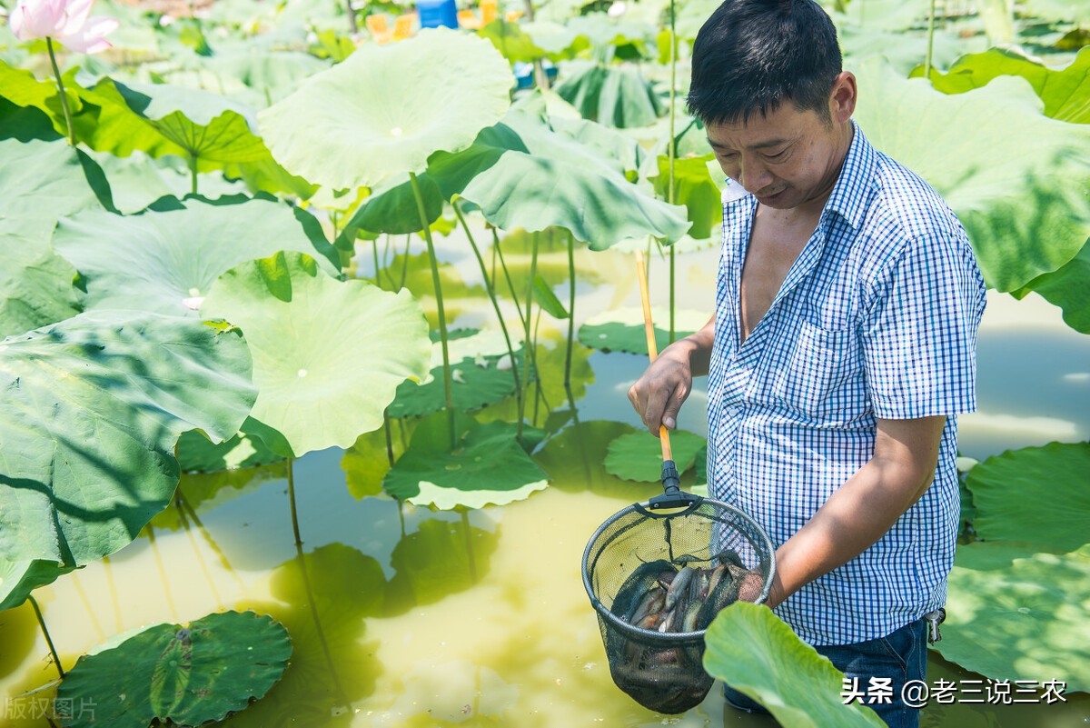 河北一小伙，租弃坑干起了这一行，带领20户农民致富，收入翻倍