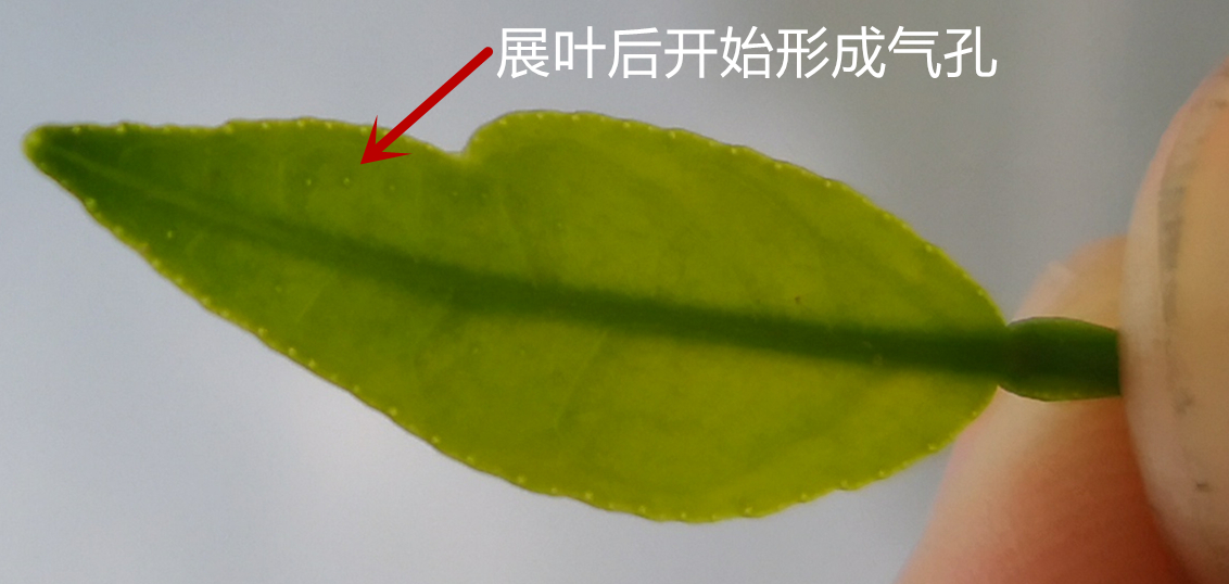 幼果有疮痂病什么药最有效,果树幼果时期如何打药不污染果