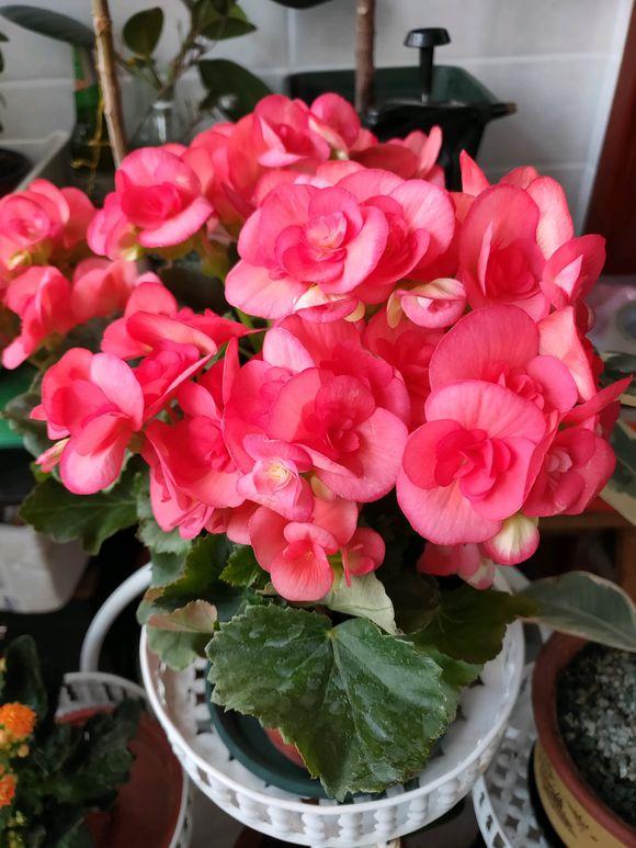 四季海棠叶子焦边干枯怎么处理,四季海棠掉花瓣焦边怎么回事