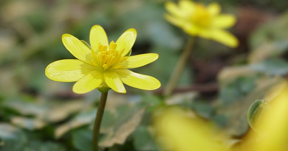 1月至12月生日花的花语,什么花语是祝福生日快乐的花