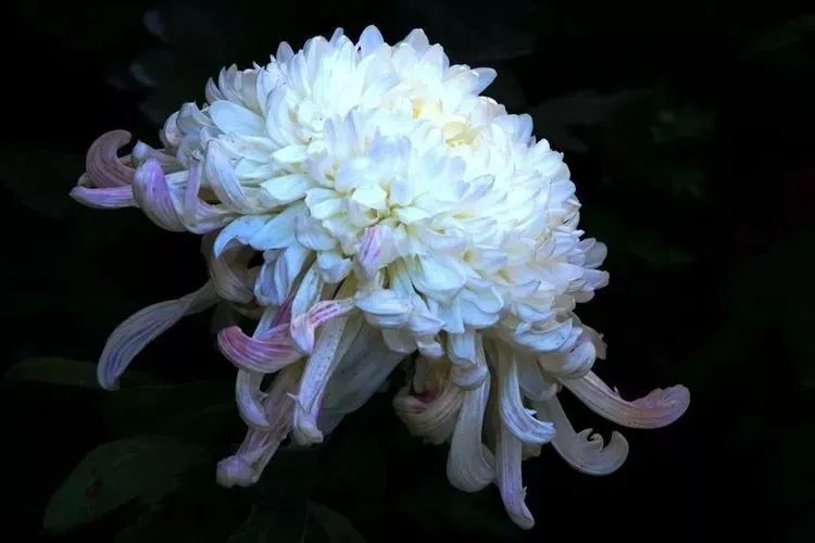 花中四君子菊花,花中四君子菊花的简介