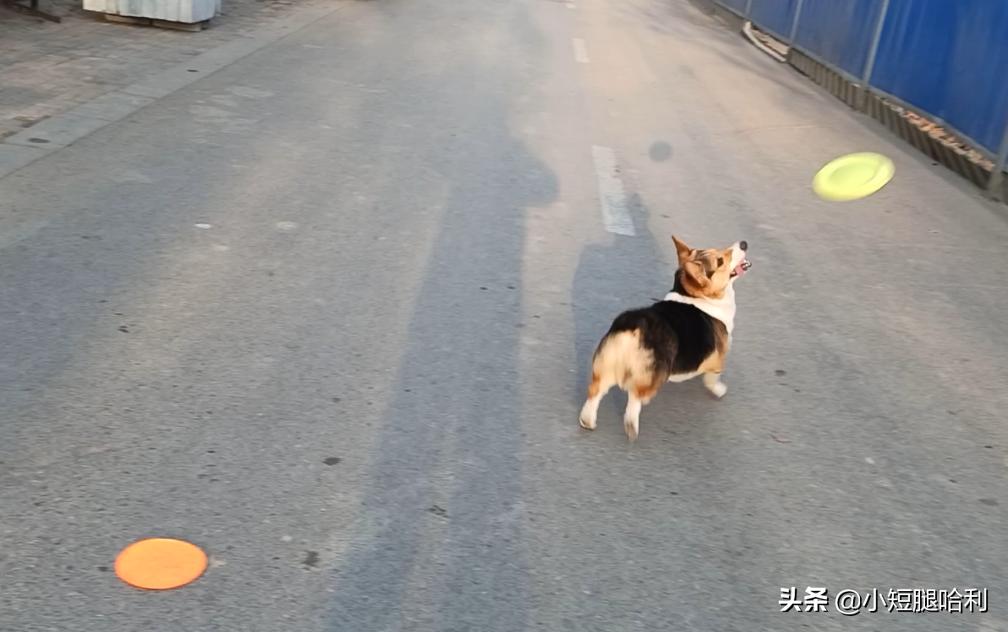 狗舍怎么养柯基,第一次养狗适合养柯基吗