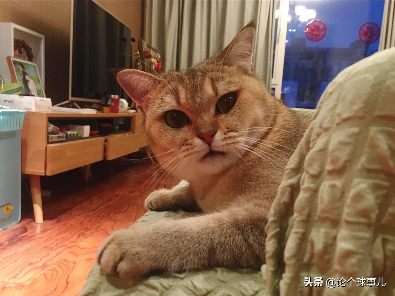 王宇为什么叫跳高界的吴彦祖,跳高吴彦祖王宇夺冠