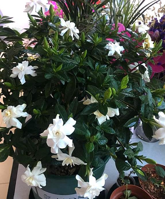 栀子花黄叶冬季怎么养,栀子花黄叶不处理掉能变绿吗