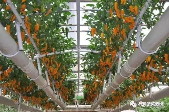 无土栽培技术科普知识大全,无土栽培的优点大家可以了解一下