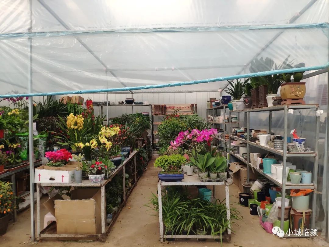临颍花卉市场有玫瑰花么,临颍花卉市场几点开市