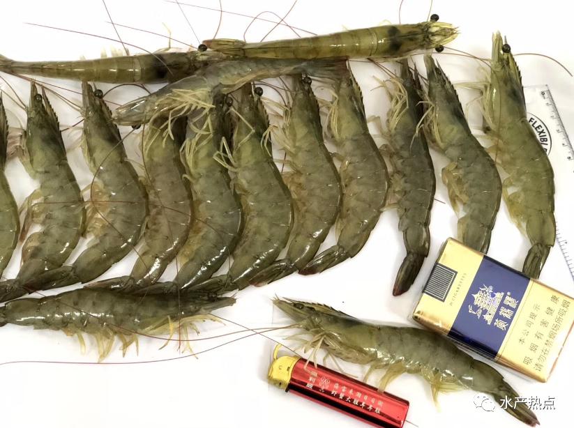 进口南美虾价格最新行情,今年5月份进口南美白虾全国数量