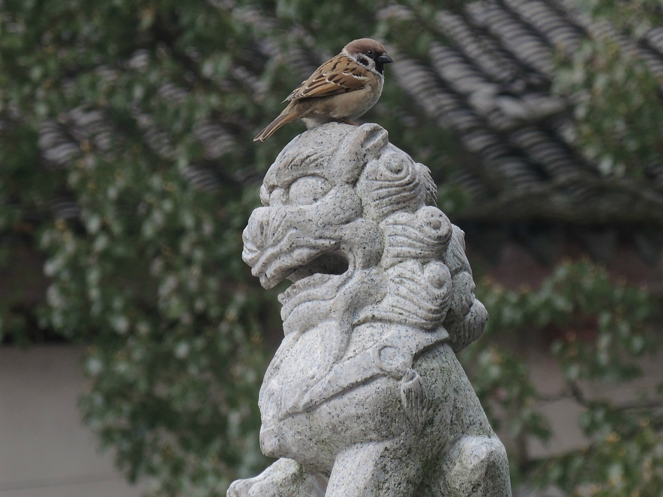 自助旅行普陀山,普陀山旅行