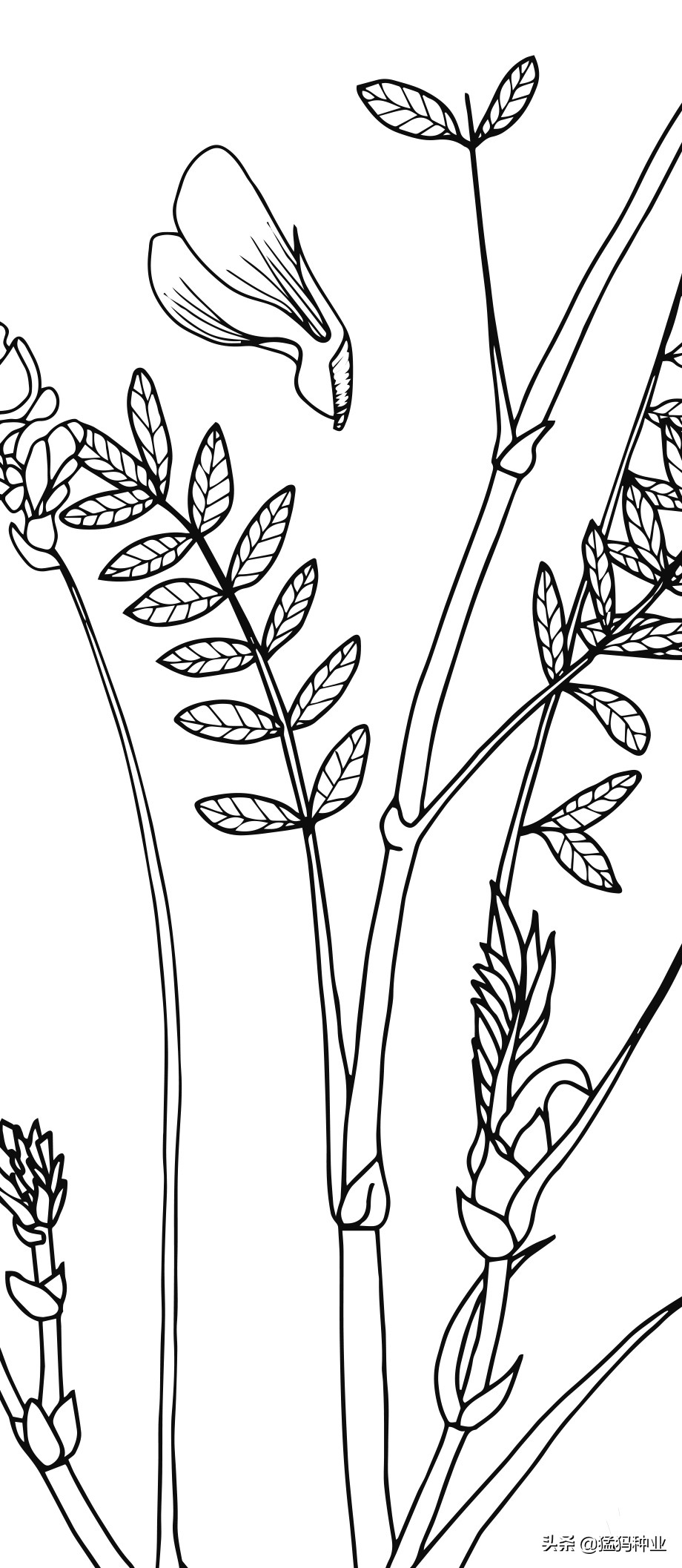 红豆草播种时间,红豆草冬天枯萎吗