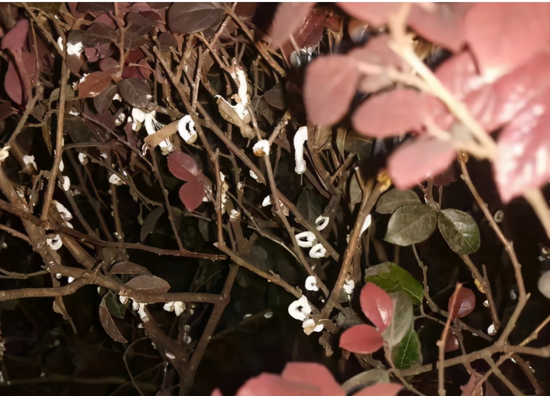 介壳虫种类图片大全,十种常见蚧壳虫图片