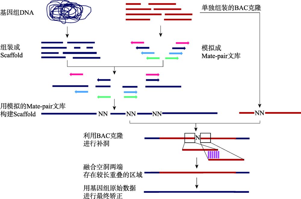 复杂基因组三代测序组装算法,基因组测序技术的发展