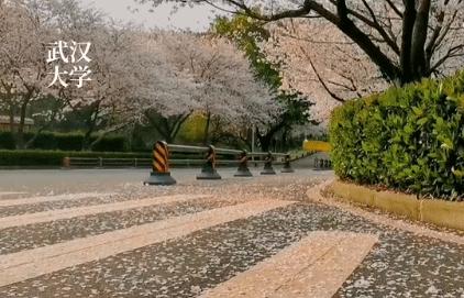 武汉开学震撼画面,夏季的武汉大学风景