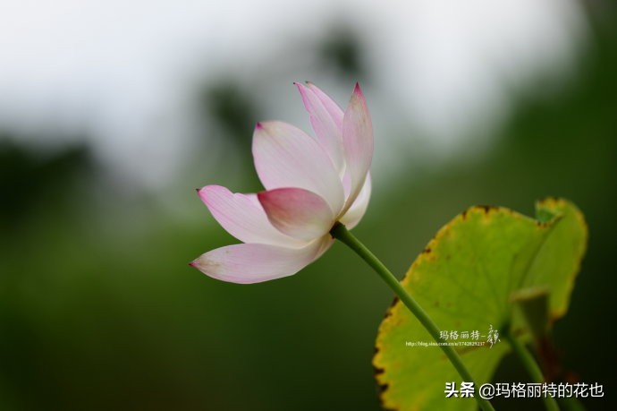 碗莲需要重复种植吗,碗莲种植不容易