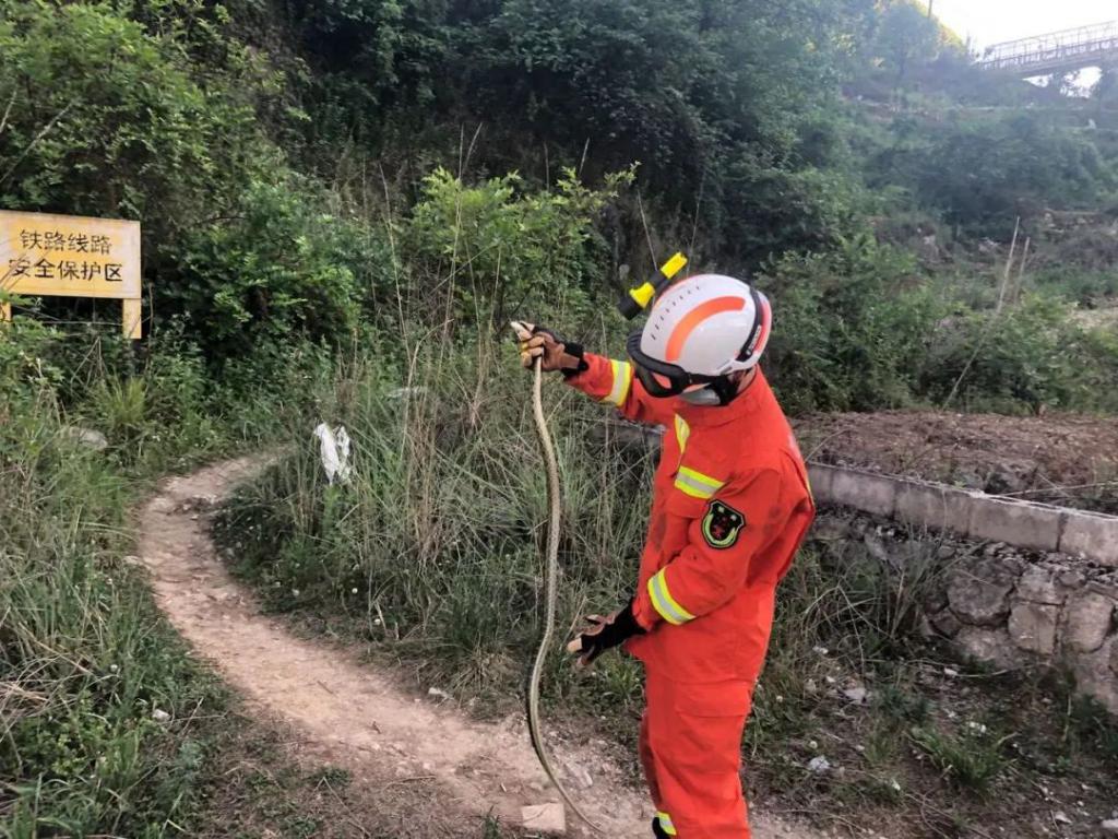 王锦蛇捕猎,王锦蛇捕食画面