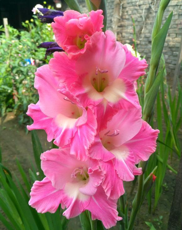 四季常开且有浓郁香味好养的花,适合懒人养的四季花一串红