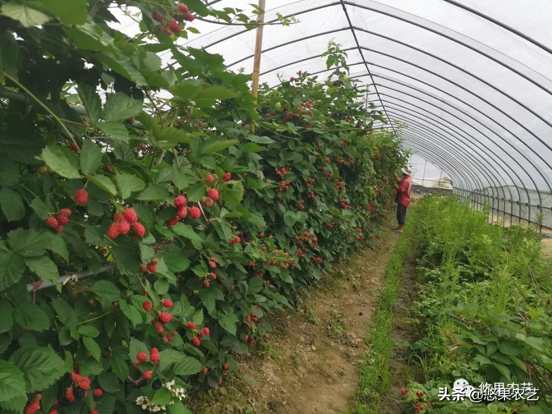 悠果观点：为什么我不看好舟山种树莓