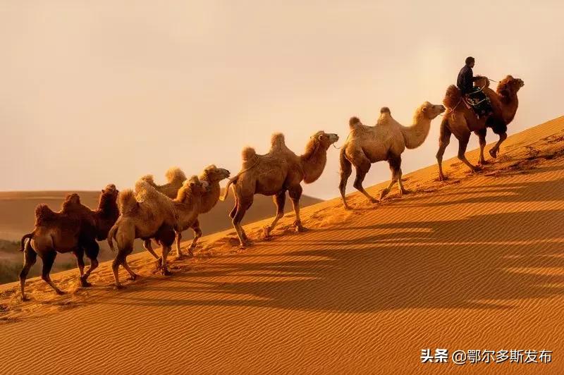 中国可以夜晚看星星的沙漠,迪拜沙漠与大海交汇的奇观