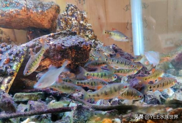 介绍一下新来的原生鱼条纹小鲃,条纹小鲃鱼什么品种最漂亮
