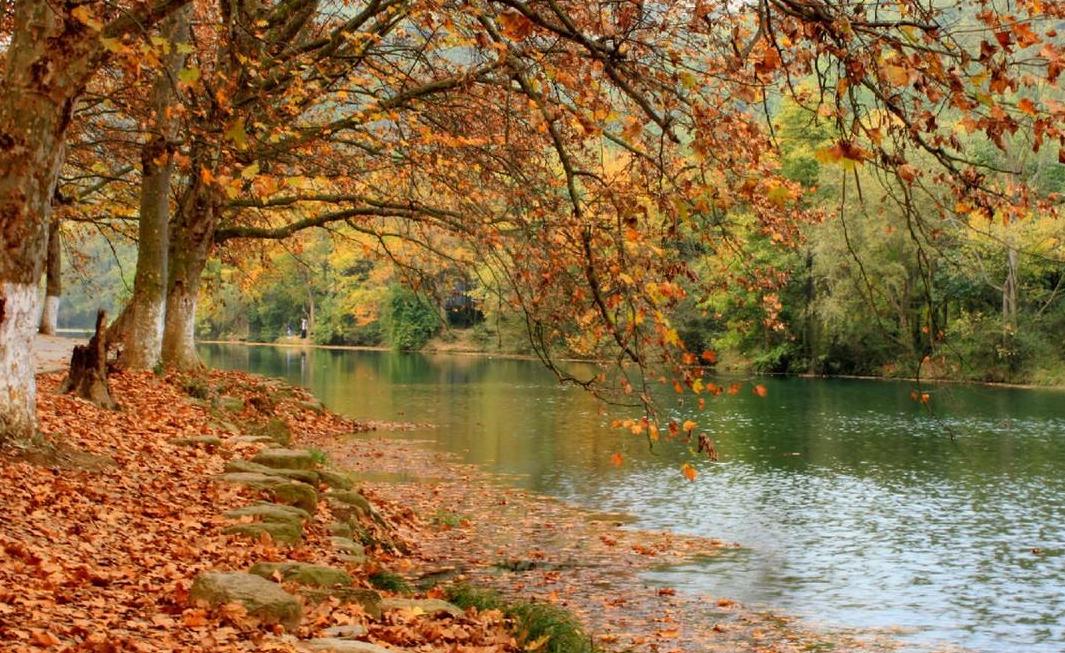 2022年最值钱紧缺的苗木是啥,什么苗木最值钱又好养