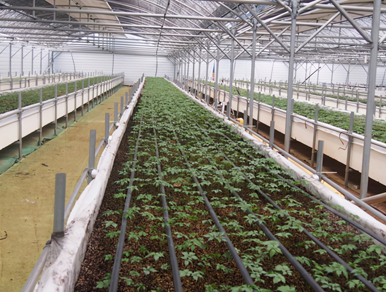 怎么用人参种子种人参,人参须能种出人参吗