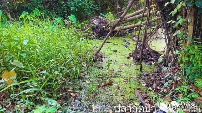 泰国斗鱼和中国斗鱼的杂交品种,中国斗鱼与泰国斗鱼哪个更厉害