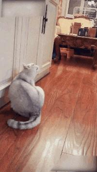 开心搞笑视频小哥哥,小哥哥搞笑视频gif