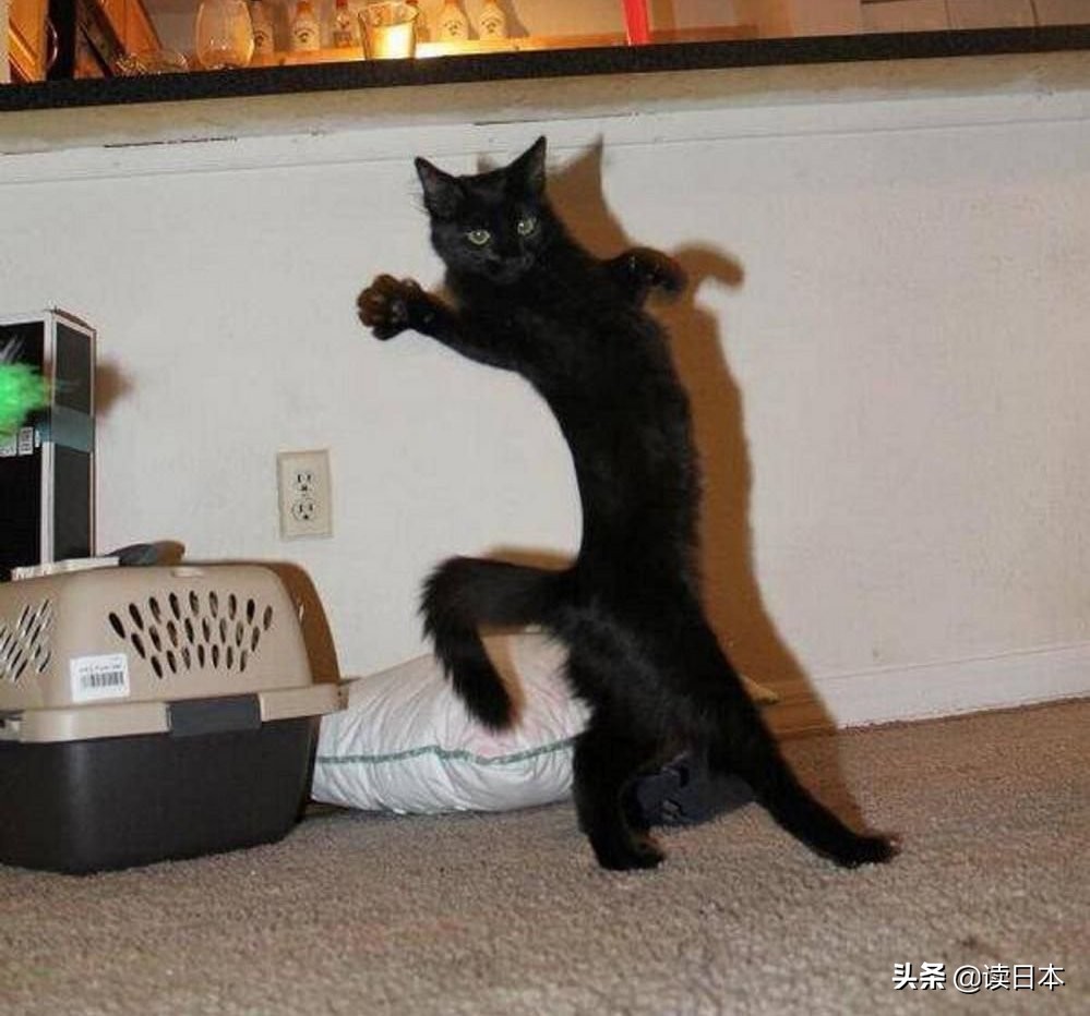 沙雕手办日本小哥,日本沙雕手办小哥哥