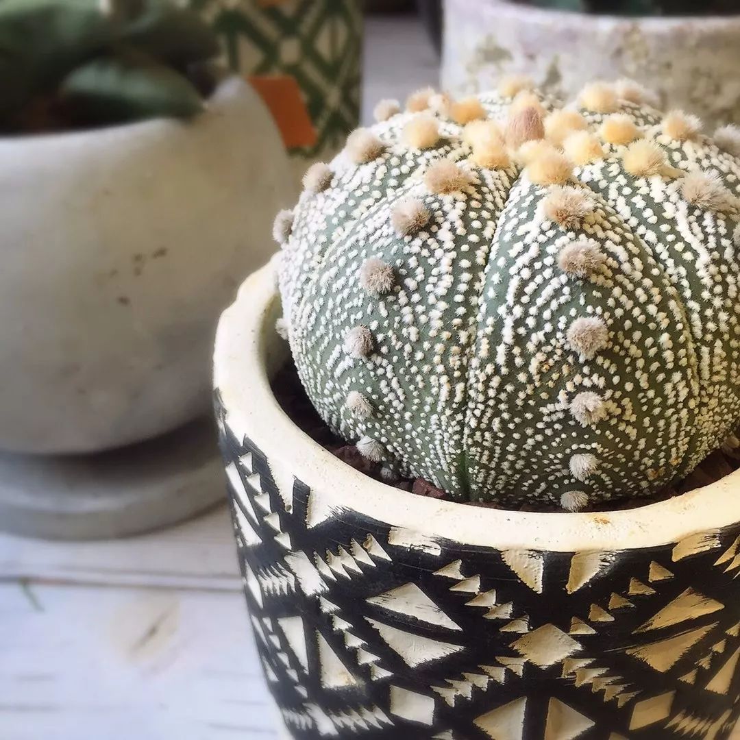 品种大全丨30个仙人球品种图鉴，每个都可爱肉萌到想要全部搬回家