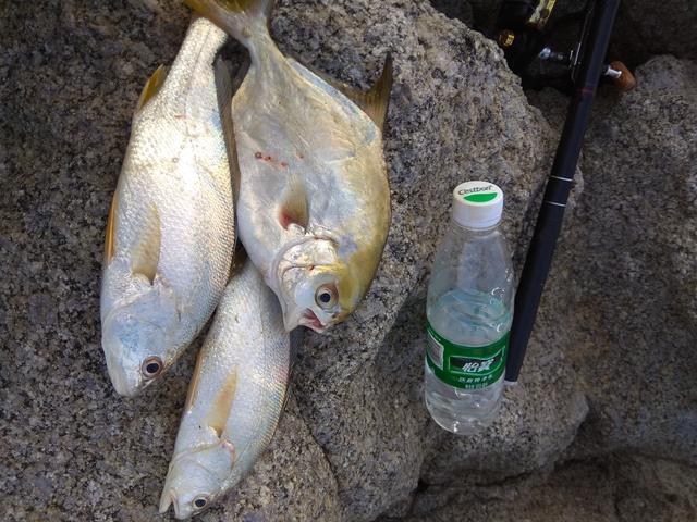 分享最实用海钓沉底钓组,分享矶钓竿滑漂钓法