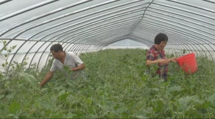 农村里的大豆虫会变成什么,大豆虫变甲虫