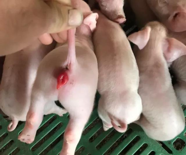 猪霉菌毒素中毒有什么症状,霉菌毒素超标猪容易得哪些病