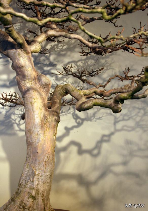 盆景树桩更显沧桑老态,论述树桩盆景根部造型的主要方法