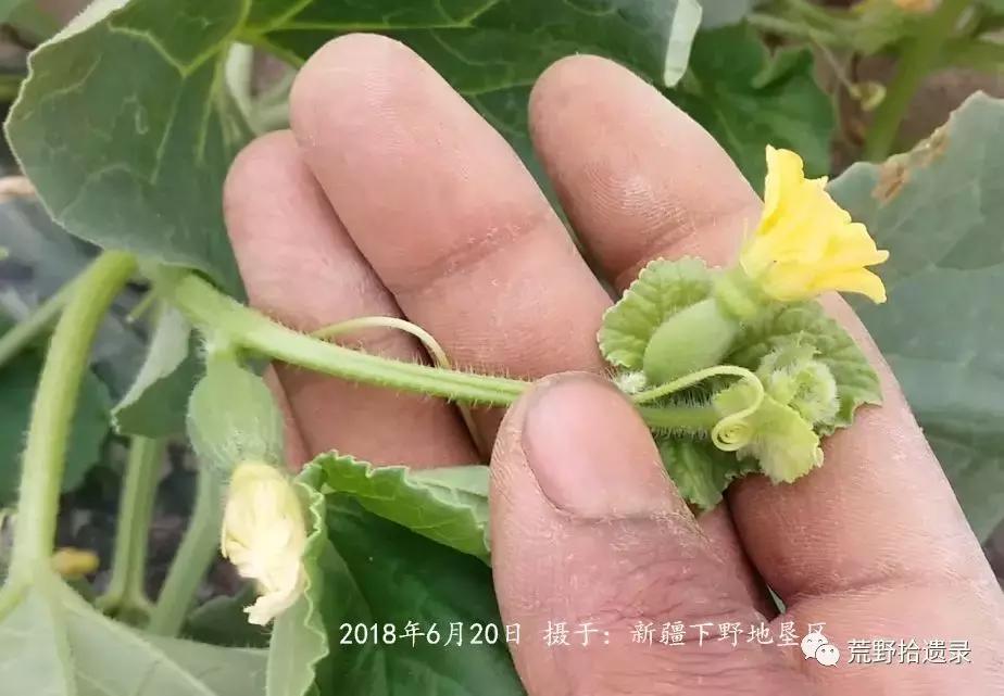 四川适合种植哈密瓜甜瓜品种,甜瓜种植技术新疆哈密瓜