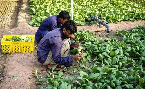 你不知道的冷知识迪拜,迪拜十大冷知识