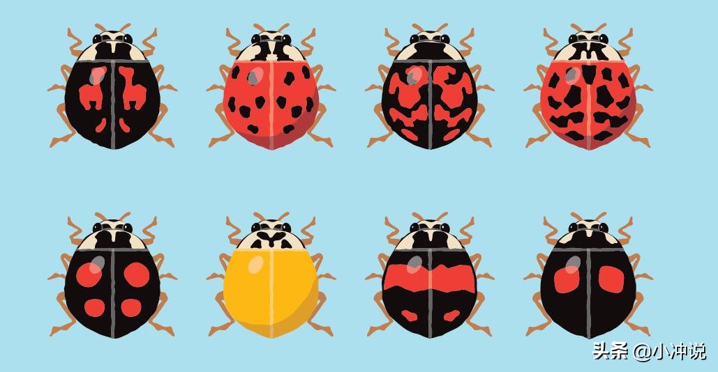 瓢虫斑点图,瓢虫身上的斑点有什么作用