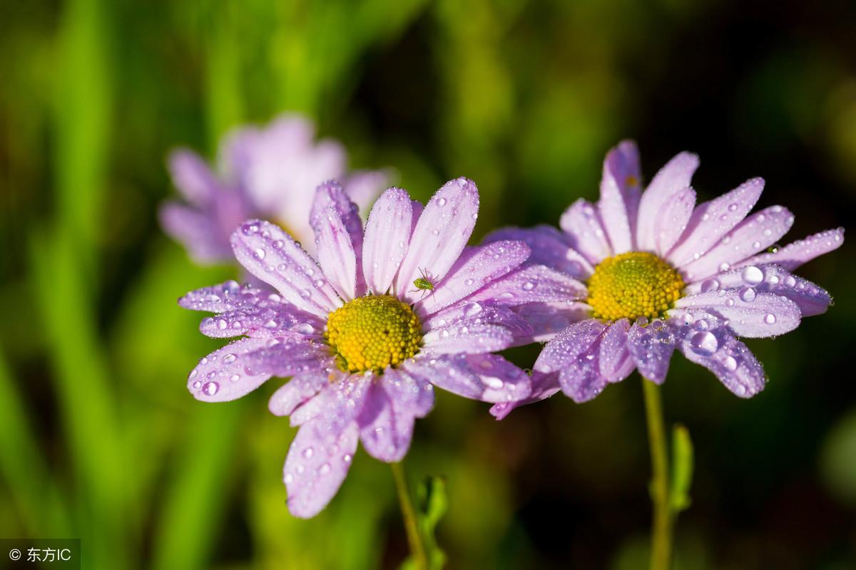 如何利用路边野花拍出复古大片,路边花拍摄技巧