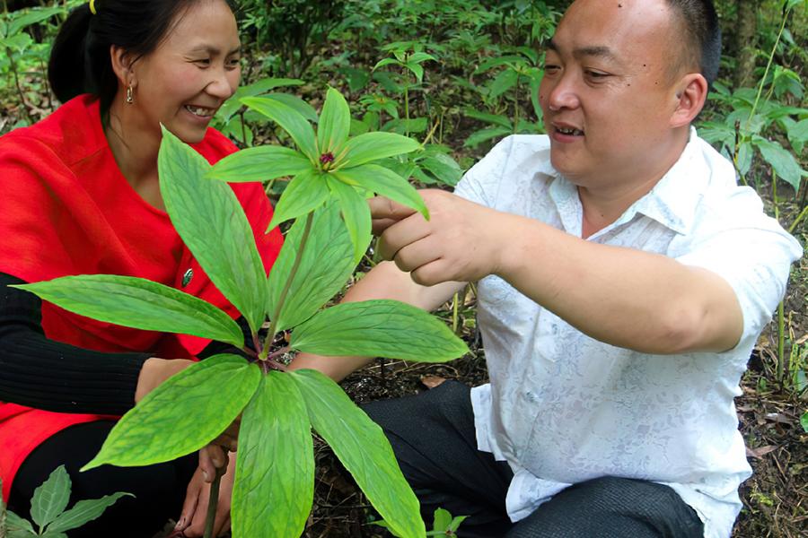 什么东西治蛇最有效,哪种草药治蛇的毒