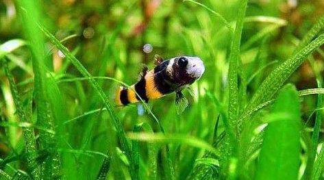 好养好看又有趣的几种观赏鱼,奇葩又好养的观赏鱼