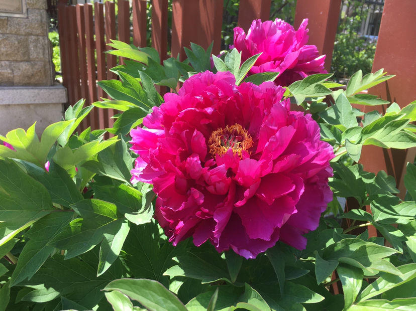 招财富贵花有哪些,高级富贵花给人带来吉祥好运