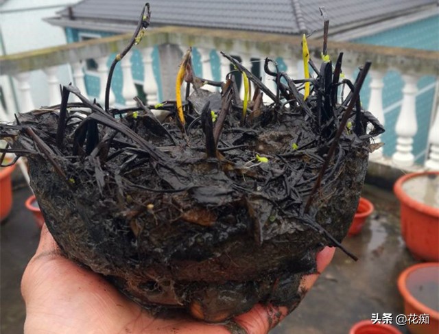 碗莲种藕种几棵好养活呢,碗莲种藕种了一个星期不长叶