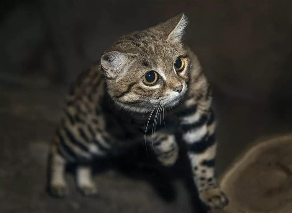 非洲最小的猫，猫科捕猎效率最高的“杀戮机器”，被全世界禁养