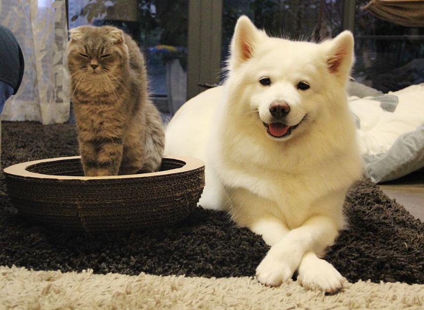 狗狗呕吐判断方法你知道几种,狗狗呕吐颜色分辨什么疾病